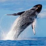 Whale Watching in Oahu – A Breathtaking Adventure in Hawaii